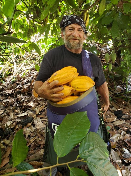 The Ultimate Guide to Cacao Fermentation