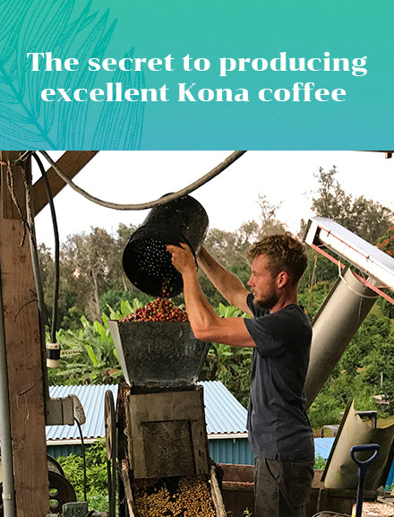 The secret to producing excellent Kona coffee