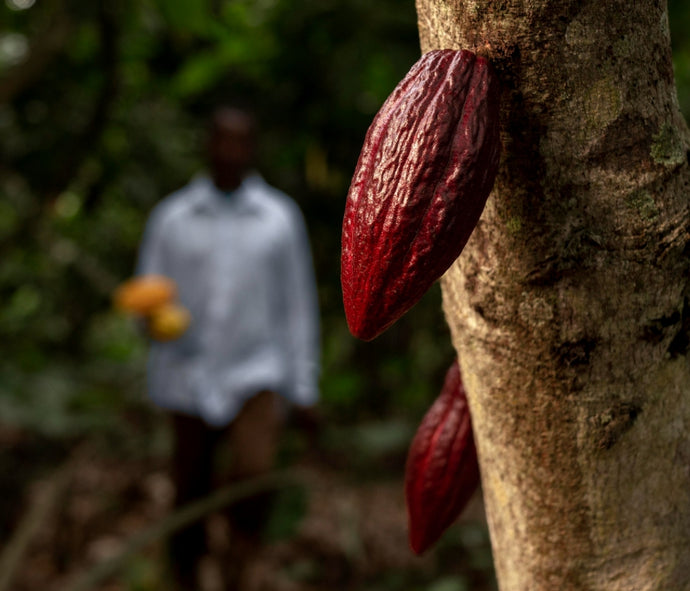 Unveiling 10 Health Benefits of Hawaiian Cacao